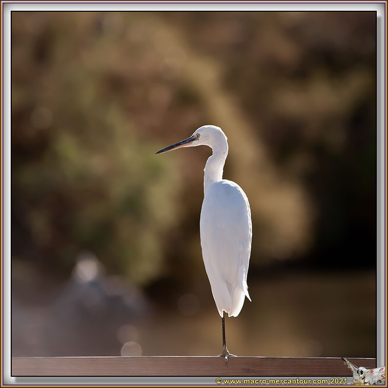 Aigrette Garzette